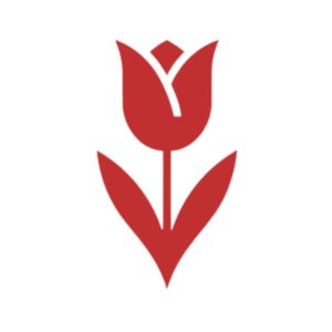 Tulipanes